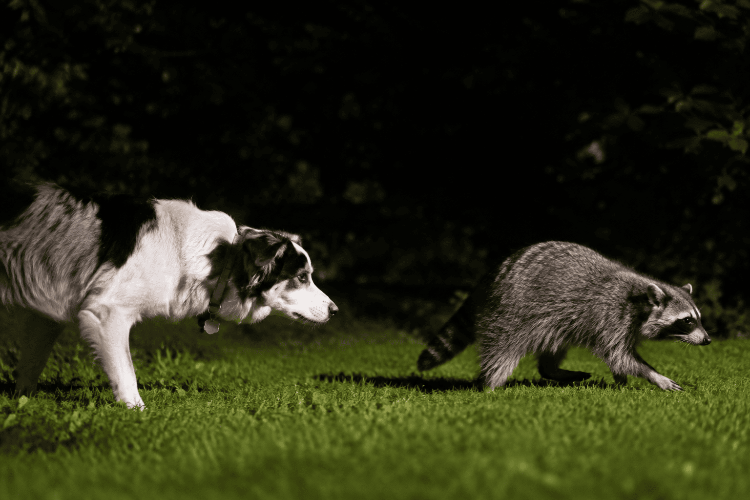 Rage du raton laveur : comment protéger son chien?